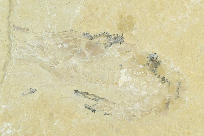 Cretaceous Fossil Shrimp + Partial Fish - Lebanon #123929